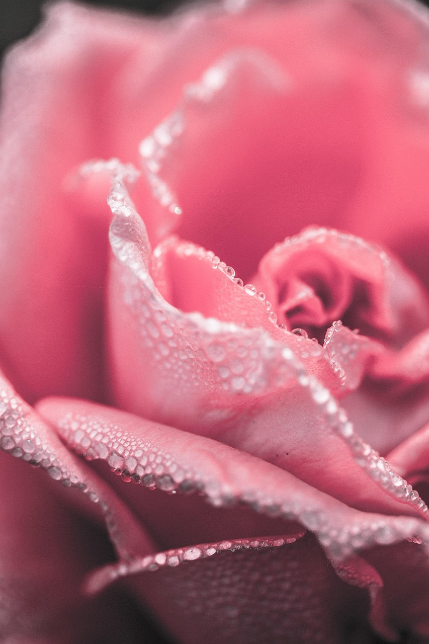 pink, rose flower, rose, dew, dewdrops, water droplets, droplets, moist, pink rose, pink flower, pink petals, rose petals, bloom, phone wallpaper, blossom, flora, close up, aesthetic wallpaper, iphone wallpaper