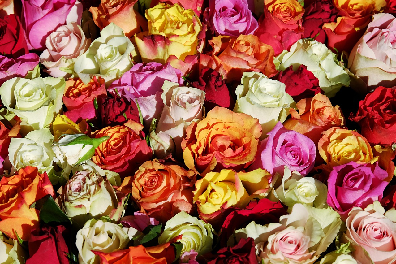 roses, nature, flowers, rose bloom, flower wallpaper, petals, rose petals, flower background, bloom, beautiful flowers, blossom, flora, fragrance, decoration, decorative