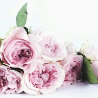 A beautiful close-up of a bouquet of delicate pink roses with leaves, perfect for romantic occasions.